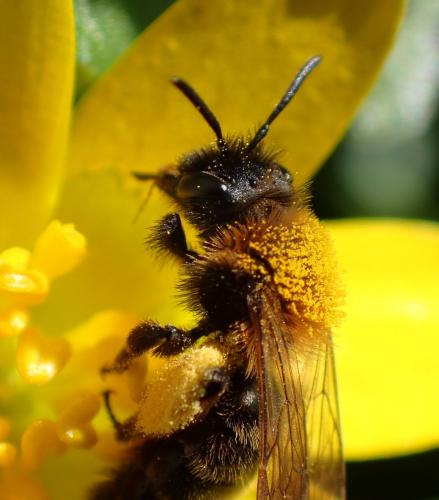 Réf. 251 736 : Andrena bicolor